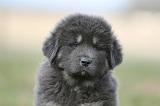 DOGUE DU TIBET 774